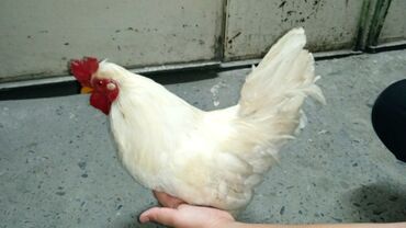 птицу: Порода курица япон порода белый продаётся срочно да 300 сом