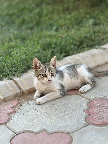 коён ош: 🐱 Отдам котят в добрые руки БЕСПЛАТНО! Даром 😔💔. Очень срочно! Ищем — 3