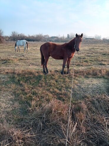 Atlar: Erkək, il: 2, Ünvandan götürmə — 8