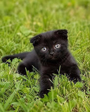 манчкин котята: Скотиш Фолд (Шотландская вислоухая), 3 месяца, Мальчик, Черный, Приучена к лотку — 4