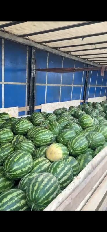 лазерный уровень бишкек б у: Арбузы с Кыргызстана Шамалды сай оптом