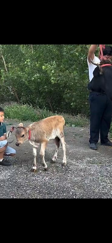 Inəklər, öküzlər: Satışda: inək və balası (düyə) - Növlər: qara rəngli ana inək və onun — 3
