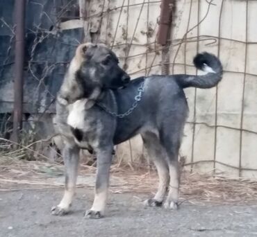 собака бу купить: Kanqal, 4 ay, Dişi, Peyvəndli, Ünvandan götürmə, Ödənişli çatdırılma