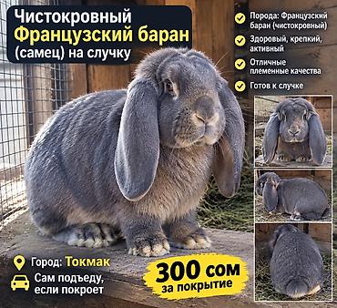 valtec kg: НУЖЕН ЧИСТОКРОВНЫЙ ФРАНЦУЗСКИЙ БАРАН НА СЛУЧКУ ГОРОД ТОКМОК САМ — 1