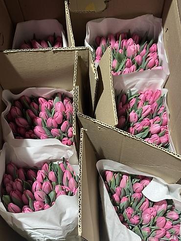 Букеты из живых цветов: Тюльпаны срезанные — оптом и в букетах - Ассортимент цветов: жёлтые at lalafo.kg — 9 Букеты из живых цветов: Тюльпаны срезанные — оптом и в букетах - Ассортимент цветов: жёлтые — 9