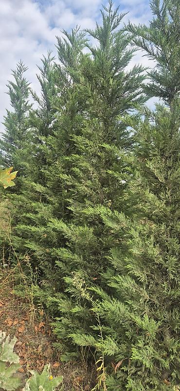evkalipt ağacı haqqinda: Leylandi şam agaci (Cupressocyparis leylandii) iynəyarpaq dekorativ — 1