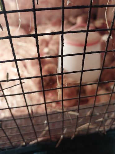 зоомагазин бишкек птицы: Продам недельных цыплят корейских тоджонов