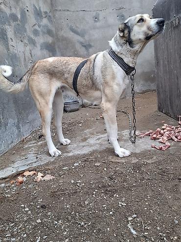 İtlər: Qurdbasar, 2 il, Dişi, Ünvandan götürmə -da lalafo.az — 6 İtlər: Qurdbasar, 2 il, Dişi, Ünvandan götürmə — 6