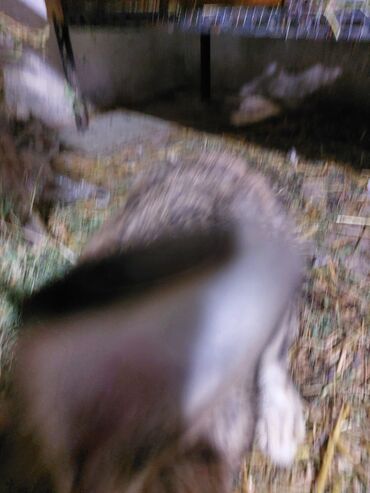 Gəmiricilər: 10azndan - 20azna qədər qiymetler deyişir Diri çəkiləri 1kq -3kq -da lalafo.az — 13 Gəmiricilər: 10azndan - 20azna qədər qiymetler deyişir Diri çəkiləri 1kq -3kq — 13