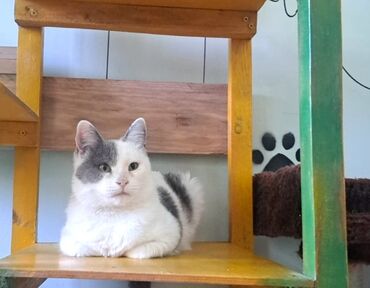 коты в хорошие руки: Самка, В добрые руки