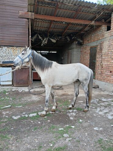 Лошади, кони: Продаю | Конь (самец)