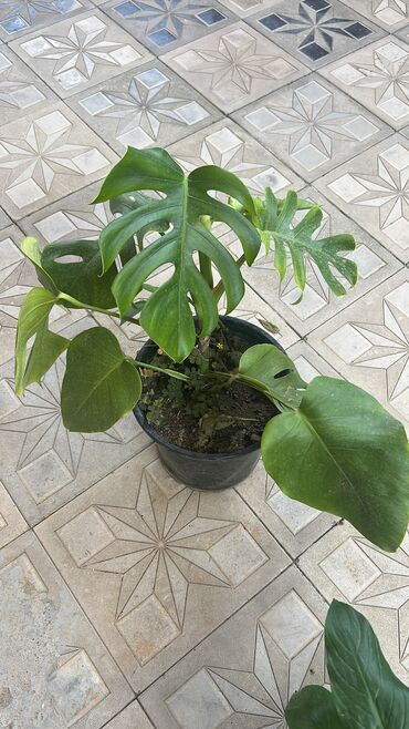 otag qaplari: Monstera 15azn