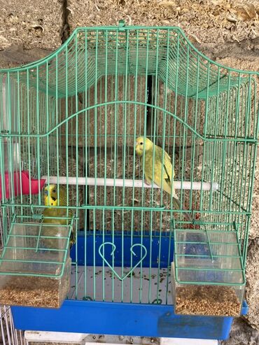 Akvariumlar: Yaşıl rəngdə, mavi altlıqlı, iki yem qabı olan qəfəs içərisində iki