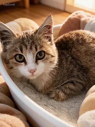 домашний кошка: Очень послушная и нежная спокойная кошечка молодая ищет хозяев. Куда — 4