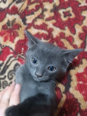 отдают бесплатно: Милые котята 2 мес. 100 сом — 1