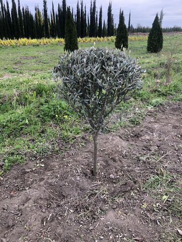 Şitillər: Dekartiv və meyvə ağacları istenilen sayda ve istenilen növde var — 30