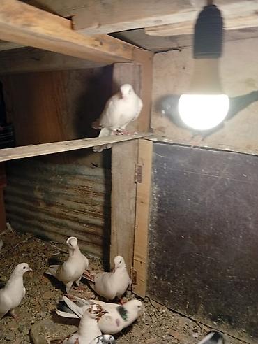 Heyvanlar: Salam hamsı satılır kom alan olsa 5 manatdan balalarda usdunde — 5
