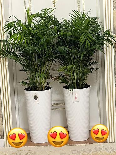 бамбук комнатный: 🌿 Декоративная пальма 🌿 Высота: 1,10 м Продаётся вместе с горшком — 1