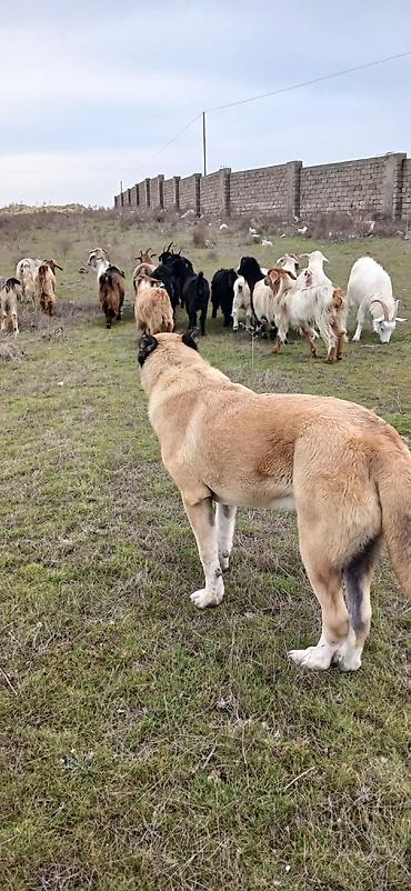 İtlər: Qurdbasar, 1 il, Erkek, Peyvəndli, Ödənişli çatdırılma — 7