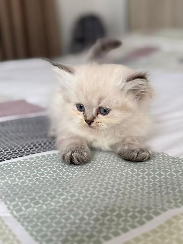 siam pisik: Şirin balaca pişik balası - Cinsə bənzər xüsusiyyətlər: uzun tüklü — 1