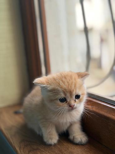 Pişiklər: Britan — 5