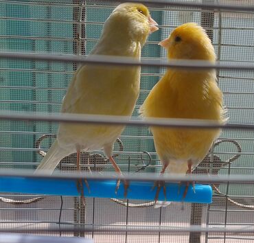 pit bul: Hazir cavan cut bulbul, hec birinin ustunde hec bir leke yox Erkeyin