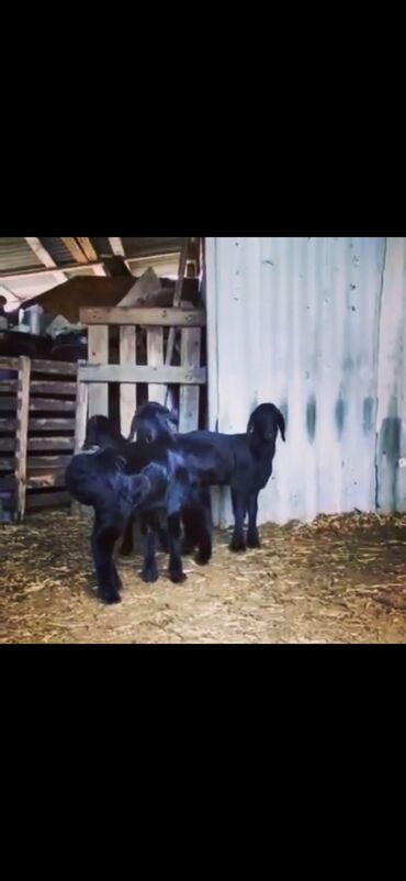 Qoyunlar, qoçlar: Qarabaş/Karakul tipli qoyunlar və quzular - Rəng: tünd qara və — 8