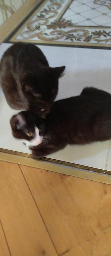 Pişiklər: Yaxşı əllərə — 17