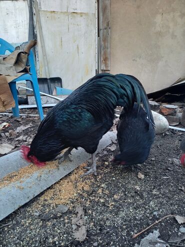 Куры, петухи: Продаю | Куры | Домашняя | Для разведения — 8