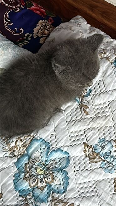 новорожденный котенок: Скотиш Страйт (Шотландская прямоухая), 1 месяц, Мальчик, Серый, Приучена к лотку, Проглистована, С документами