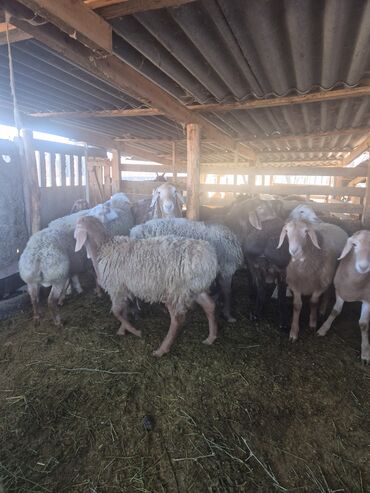 Бараны, овцы: Продаю | Баран (самец) | Арашан | Для разведения | Осеменитель — 8