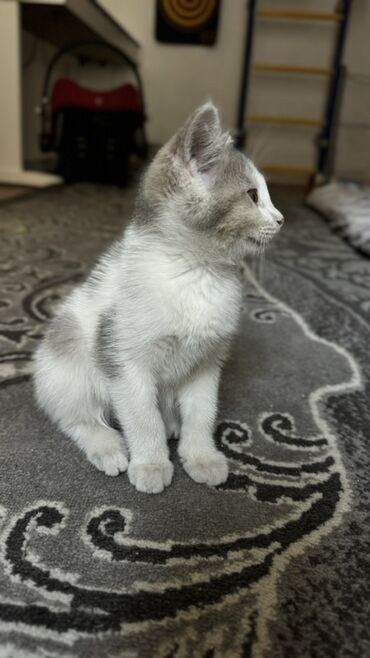 скоттиш страйт шотландская прямоухая кошка: Скотиш Страйт (Шотландская прямоухая), 2 месяца, Девочка, Биколор