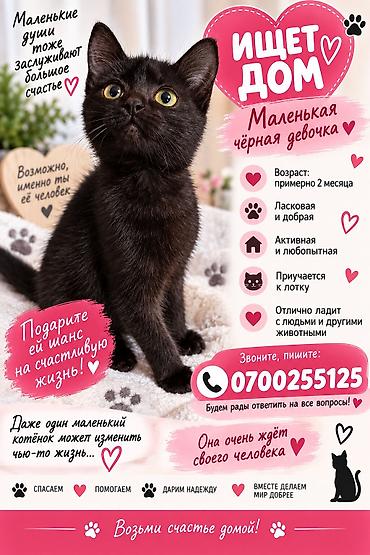 котенок отдам даром: Кошка даром: Беспородная, 2 месяца, Девочка, Приучена к лотку, Проглистована, С прививками — 1
