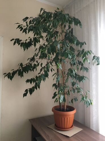 комнатное растение: Продаю бенджаминский фикус. Красивое дерево, около 10 лет