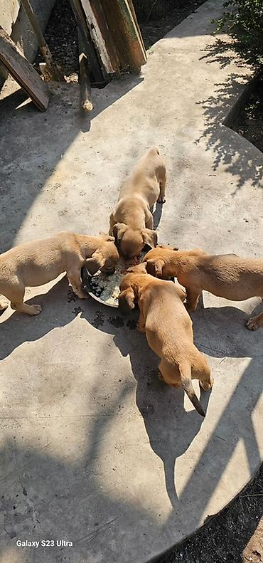 Продажа собак: Щенки смешанной породы - Окрас: рыжий/палевый с тёмной мордочкой. - — 4