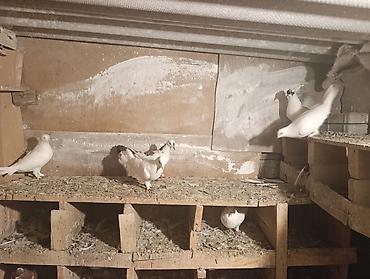 feniks quşu: 7 dene qusdu biri 5 manatdan qusdar göz qabaqinda unvan ayraport teref — 5