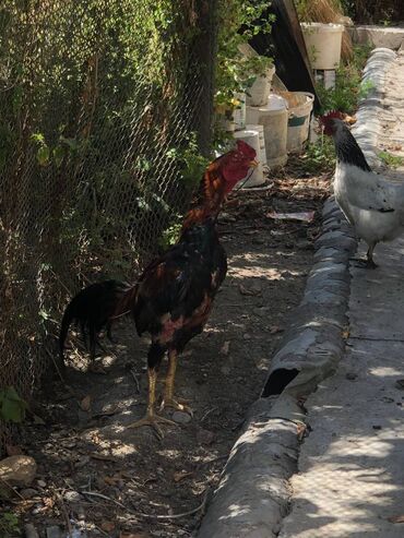 Qaşıqlar: 2 ilik heyratı hündür heyvan di
