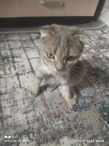 Мышыктар: Шотландская вислоухая кошка (Scottish Fold) - Окрас: серый — 1