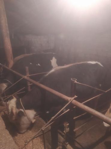 Inəklər, öküzlər: Inəklər, öküzlər — 6