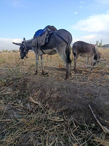 Ослица с ослёнком + упряжь - Рабочая ослица с жеребёнком на выпасе - at lalafo.kg Ослица с ослёнком + упряжь - Рабочая ослица с жеребёнком на выпасе -