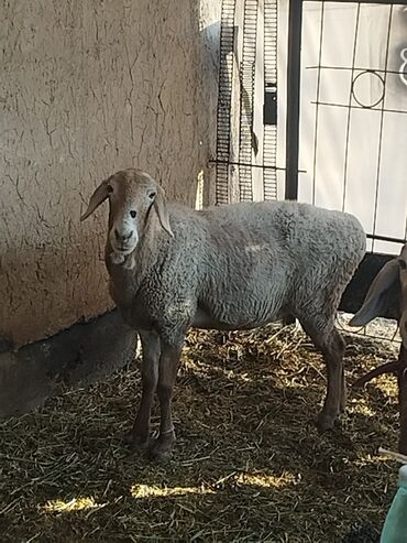голуби жвотный: Продаю | Овца (самка) | Для разведения | Ярка