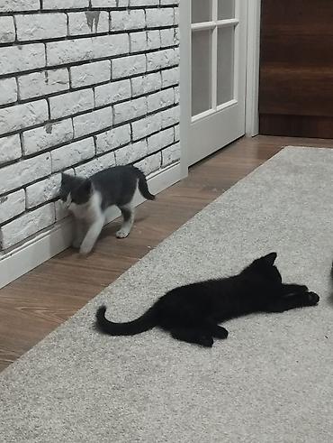 Отдам даром кошку: 3 месяца, Девочка, Приучена к лотку — 2