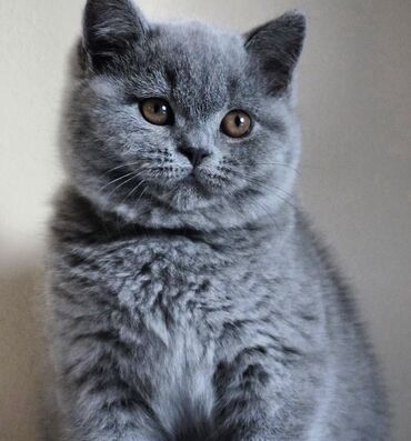 Pişiklər: Şotland yastı qulaq, Erkək, Dişi, Ödənişli çatdırılma, Ünvandan götürmə -da lalafo.az — 11 Pişiklər: Şotland yastı qulaq, Erkək, Dişi, Ödənişli çatdırılma, Ünvandan götürmə — 11