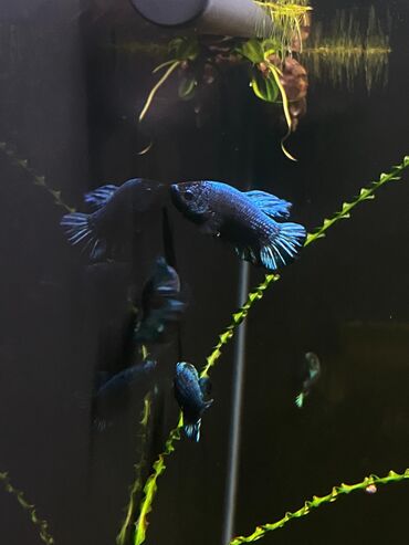 Аквариумы: Green Aqua — рыбки и растения для аквариума 🐟🌿 ▪️ Пресноводные рыбки и — 29