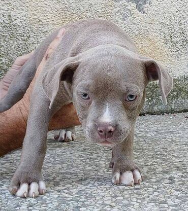 Psi: Američki Buli Poket štenci Prodajem štence rase American Bully Pocket — 6