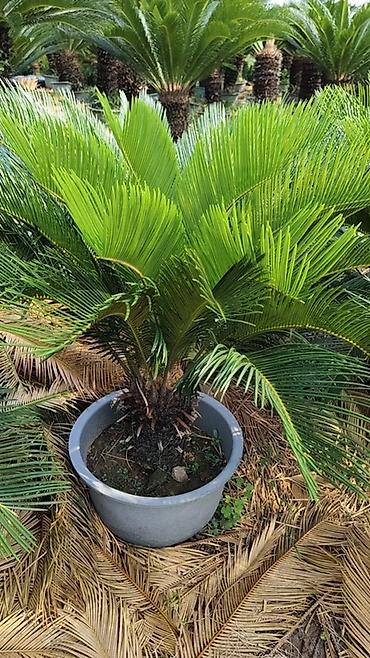 Пальмы: Сага цикасовая (Cycas revoluta) в кадках - Декоративные взрослые — 10