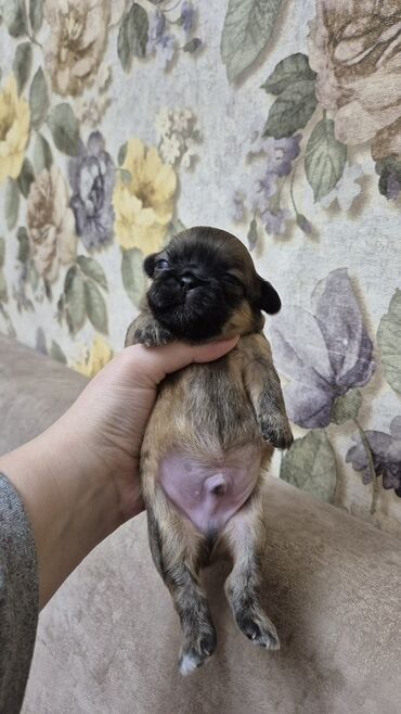 İtlər: İt balası – kiçik ölçülü, qısaburun tipli (Pekines/Şih-cu xatırladan) -da lalafo.az — 6 İtlər: İt balası – kiçik ölçülü, qısaburun tipli (Pekines/Şih-cu xatırladan) — 6