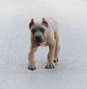 psi za udomljavanje novi sad: Cane Corso vrhunski štenci U ponudi vrhunski štenci, izložbenog