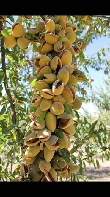 Meyvə və giləmeyvə: Her növ meyvə ağaclarının satışı — 9