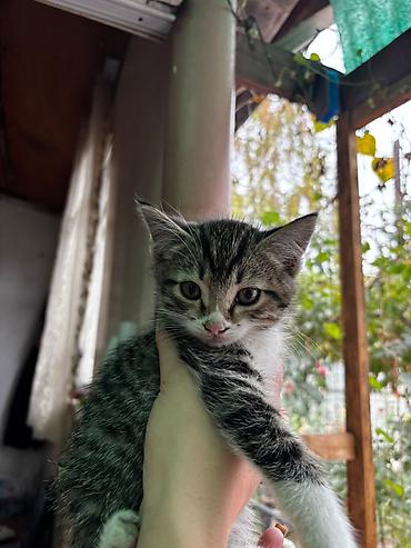 Животные: Котята домашние, пушистые и ручные. Описание:Отдам малышей в хорошие — 2